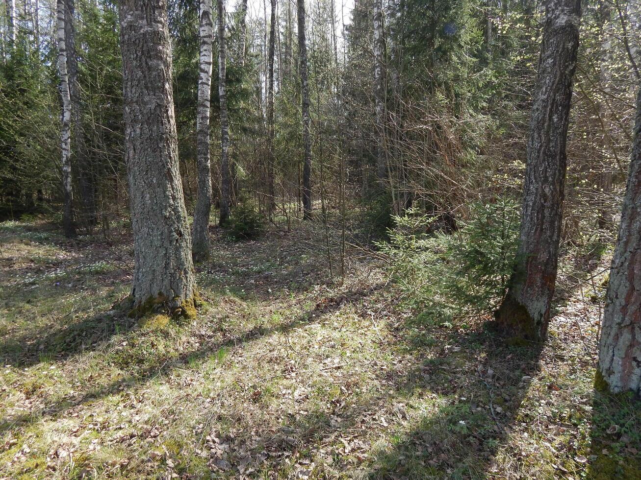Birches, maples, alders in the forest on a sunny morning, photo without processing