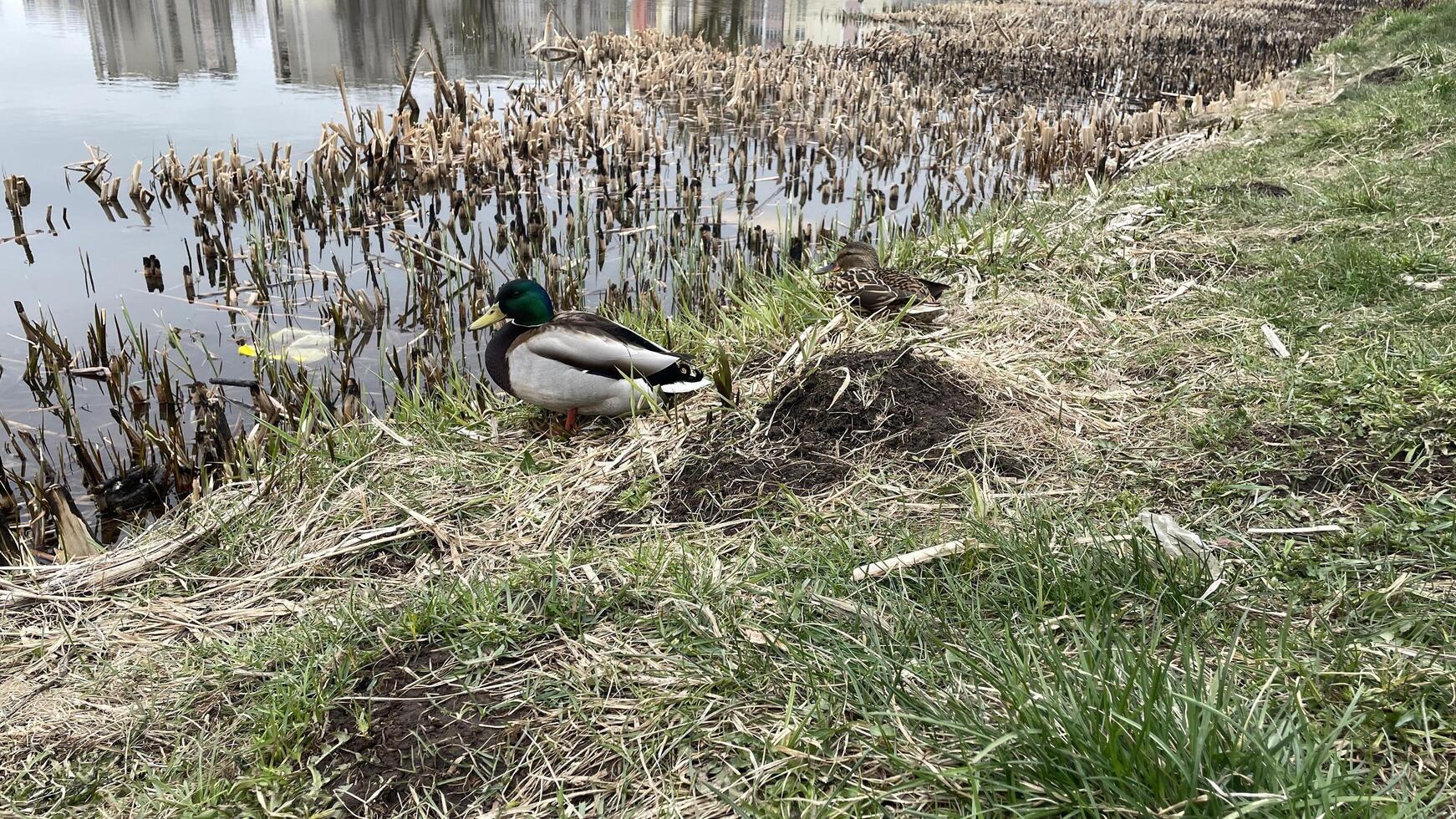 A duck is standing on the edge of a lake photo