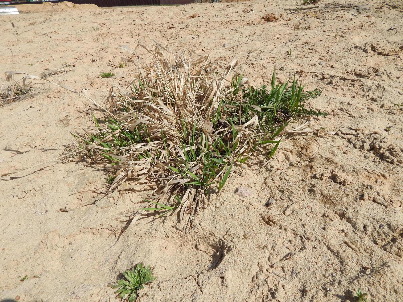 A small plant growing in the sand photo