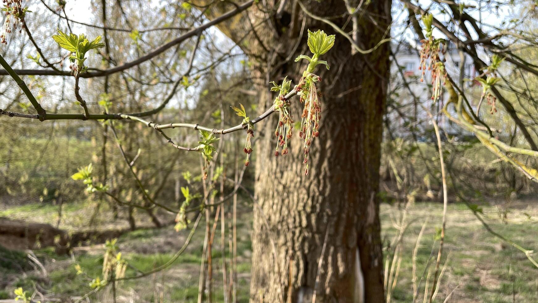 Oak tree blooming in spring in April close-up photo