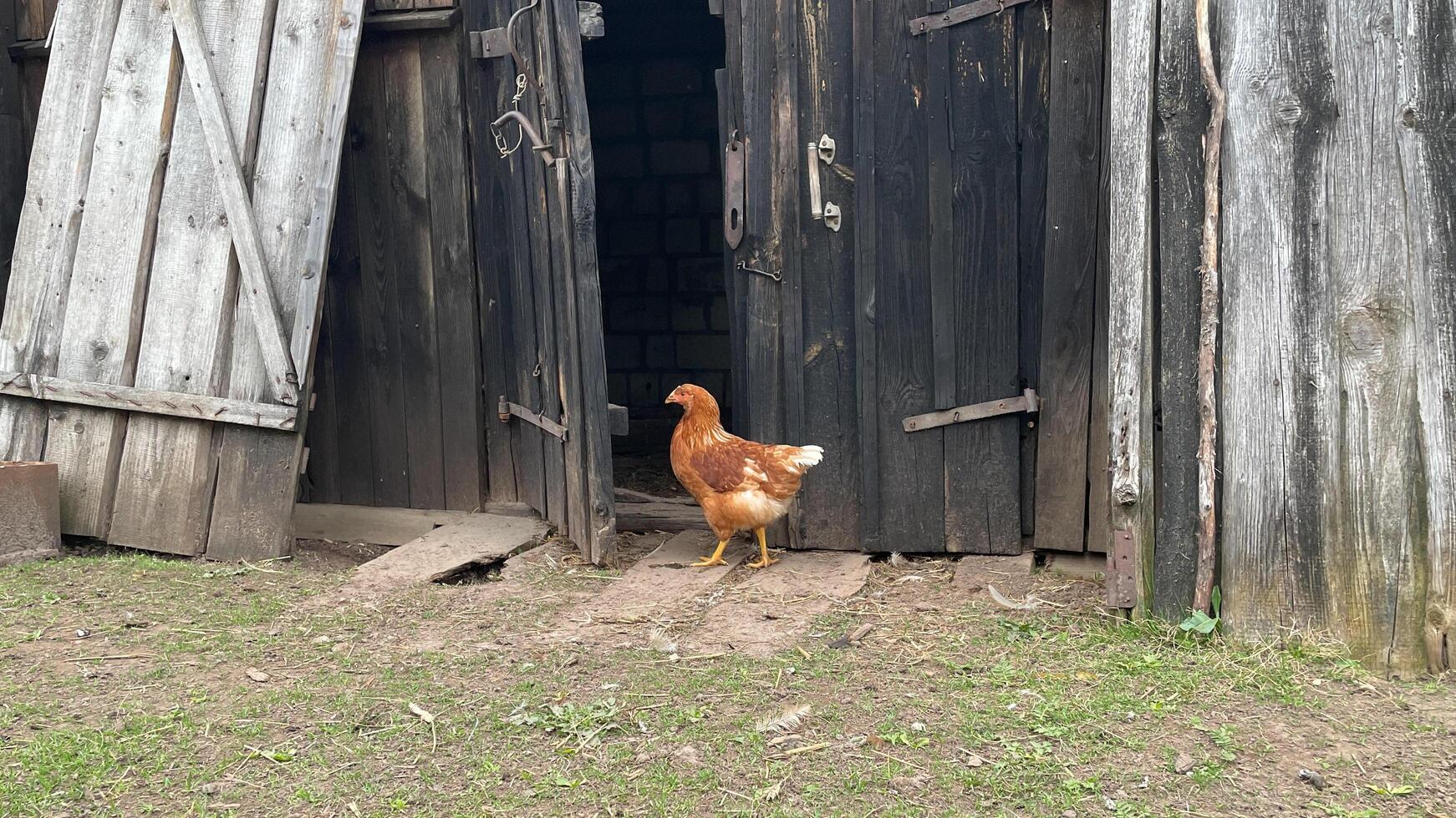 A chicken standing in front of a barn door photo