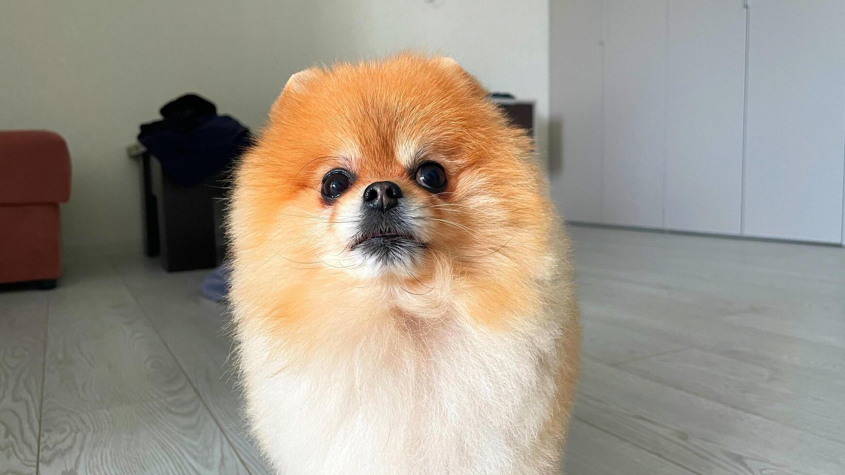 Little Pomeranian Spitz looks at the camera in surprise, open mouth, brown eyes and long whiskers photo