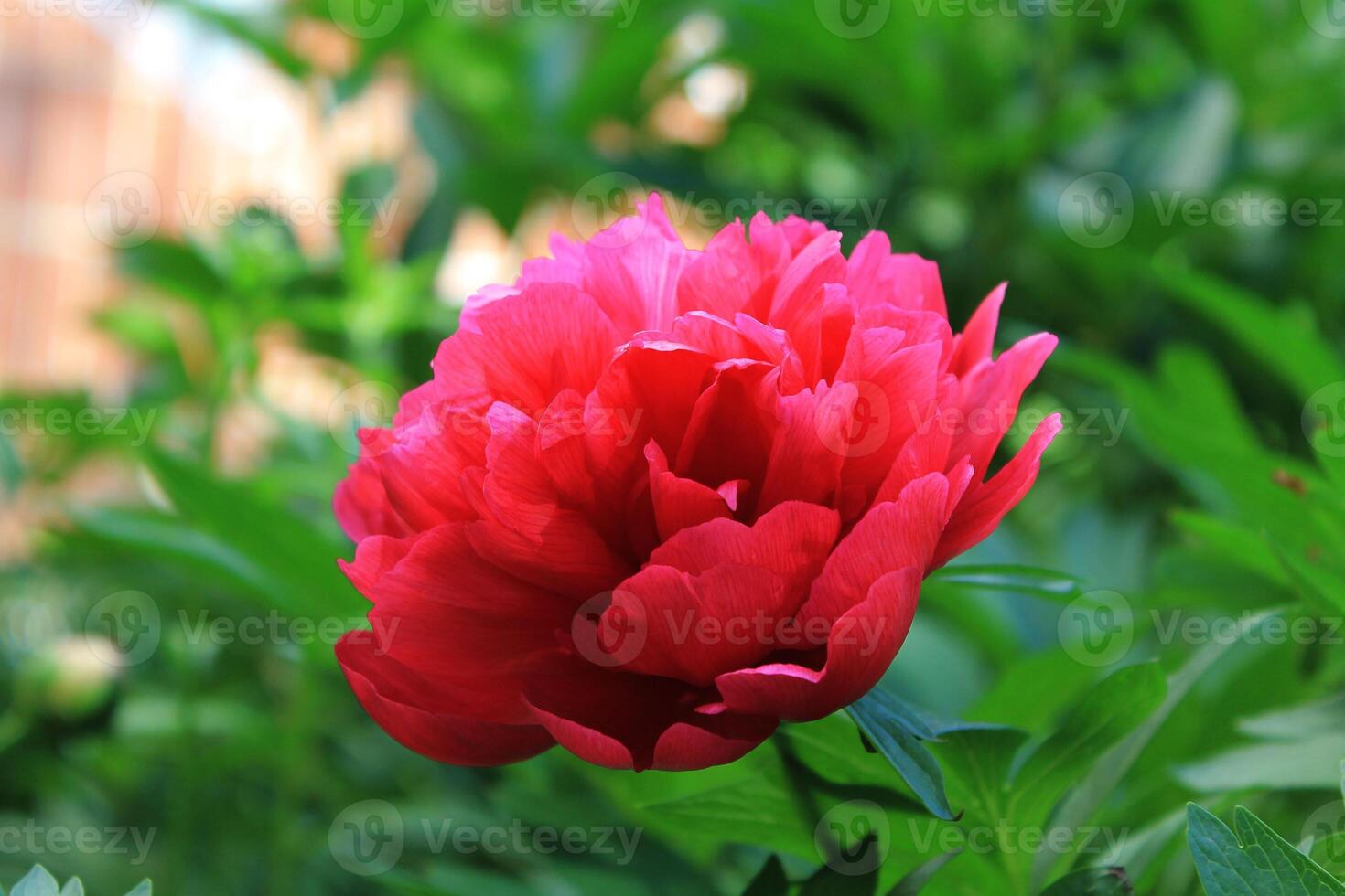 Red Peony albiflora x Paeonia officinalis 'Red Charm' in the garden photo