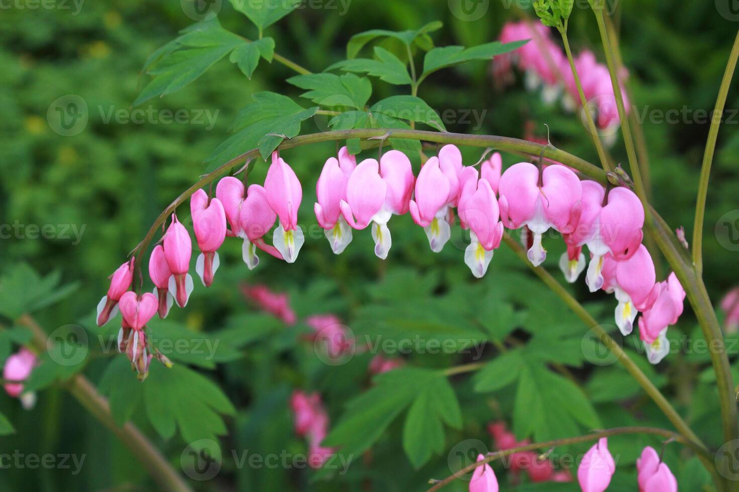 Bleeding hearts bush growing in Ukrainian garden. photo