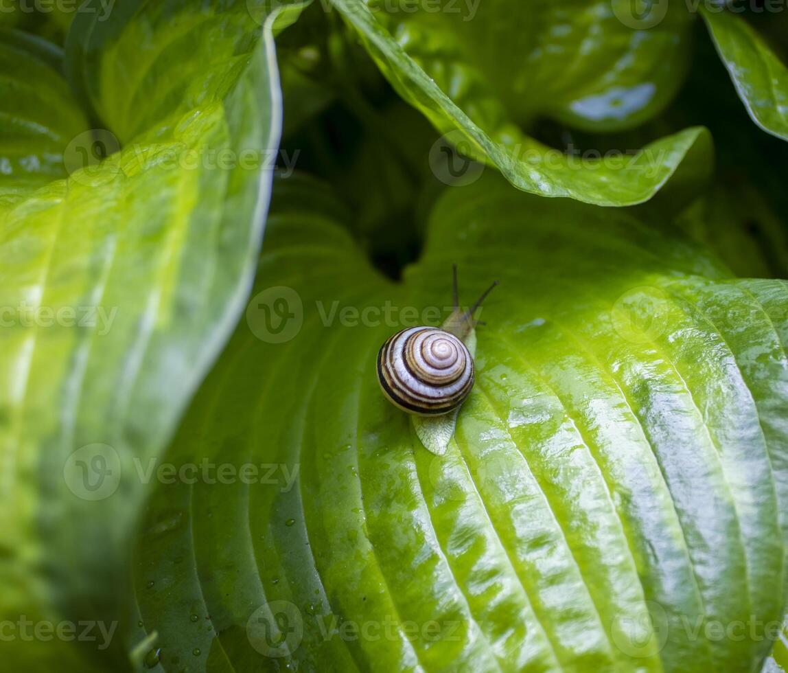 The Snail Crawls on a Green Leaf. Close-up of a Snail With Past Raindrops photo