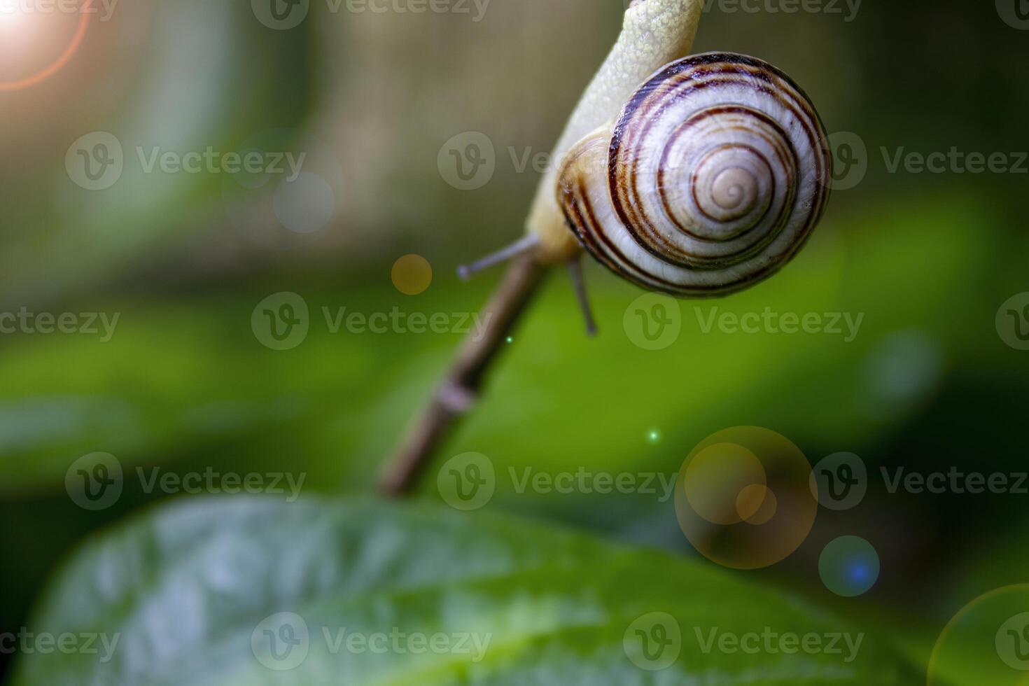 Snail on Green Stem. Snail Crawling on a Green Leaf. photo