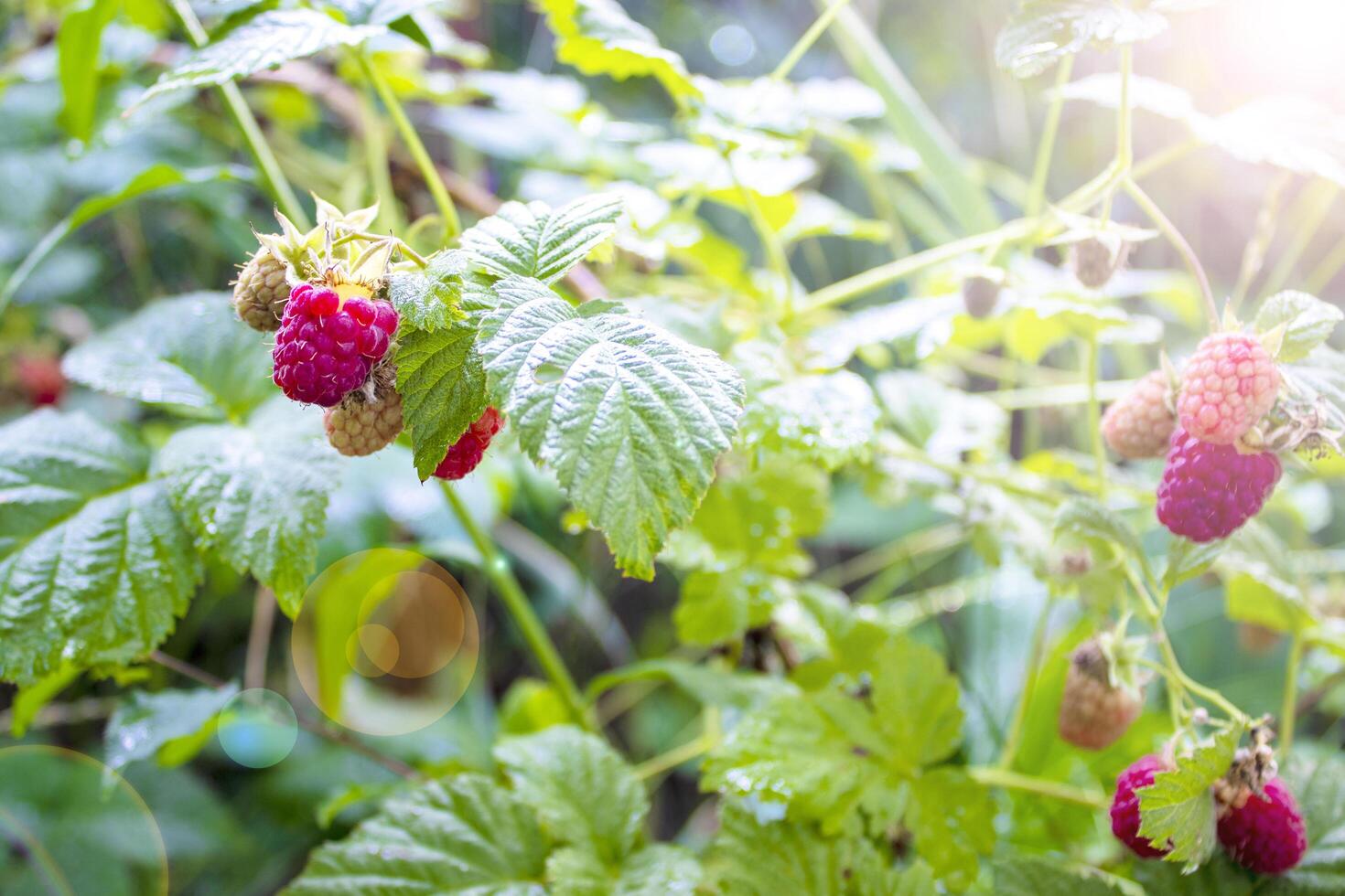 Branch of Ripe Raspberries in a Garden on Blurred Green Background photo