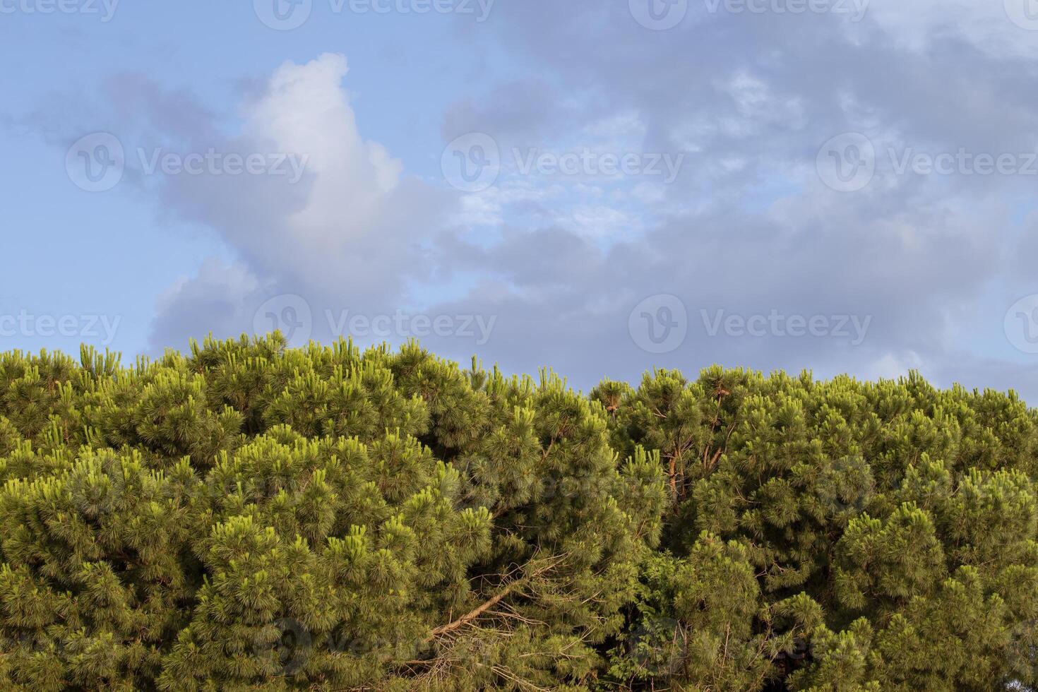 Trees Against the Sky. Forest Tree, Rainforest Ecosystem and Healthy Environment Concept and Background, Green tree Texture photo