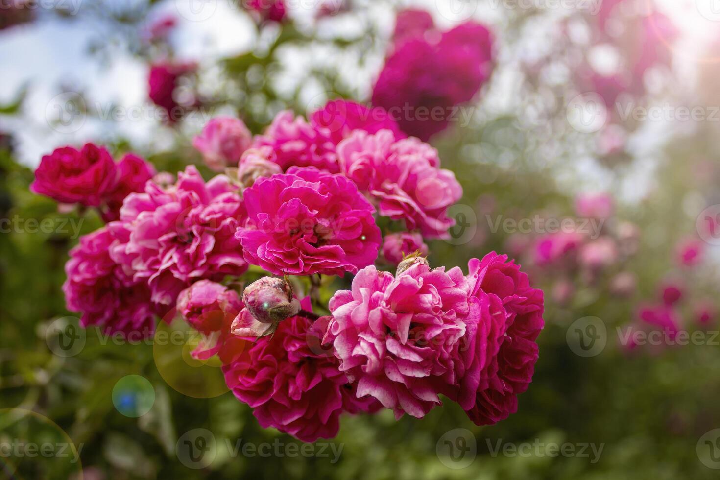 Beautiful roses in the Garden. Rose Flower Outdoor Shot Image photo