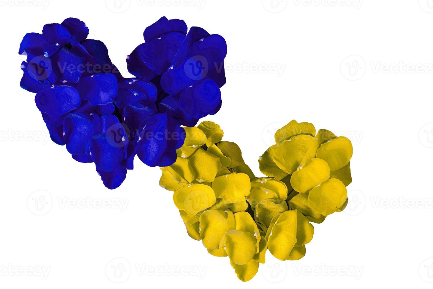 Hearts Made from Rose Petals in the Colors of the Ukrainian Flag. Heart Made of Blue and Yellow Rose Petals Isolated on White Background photo