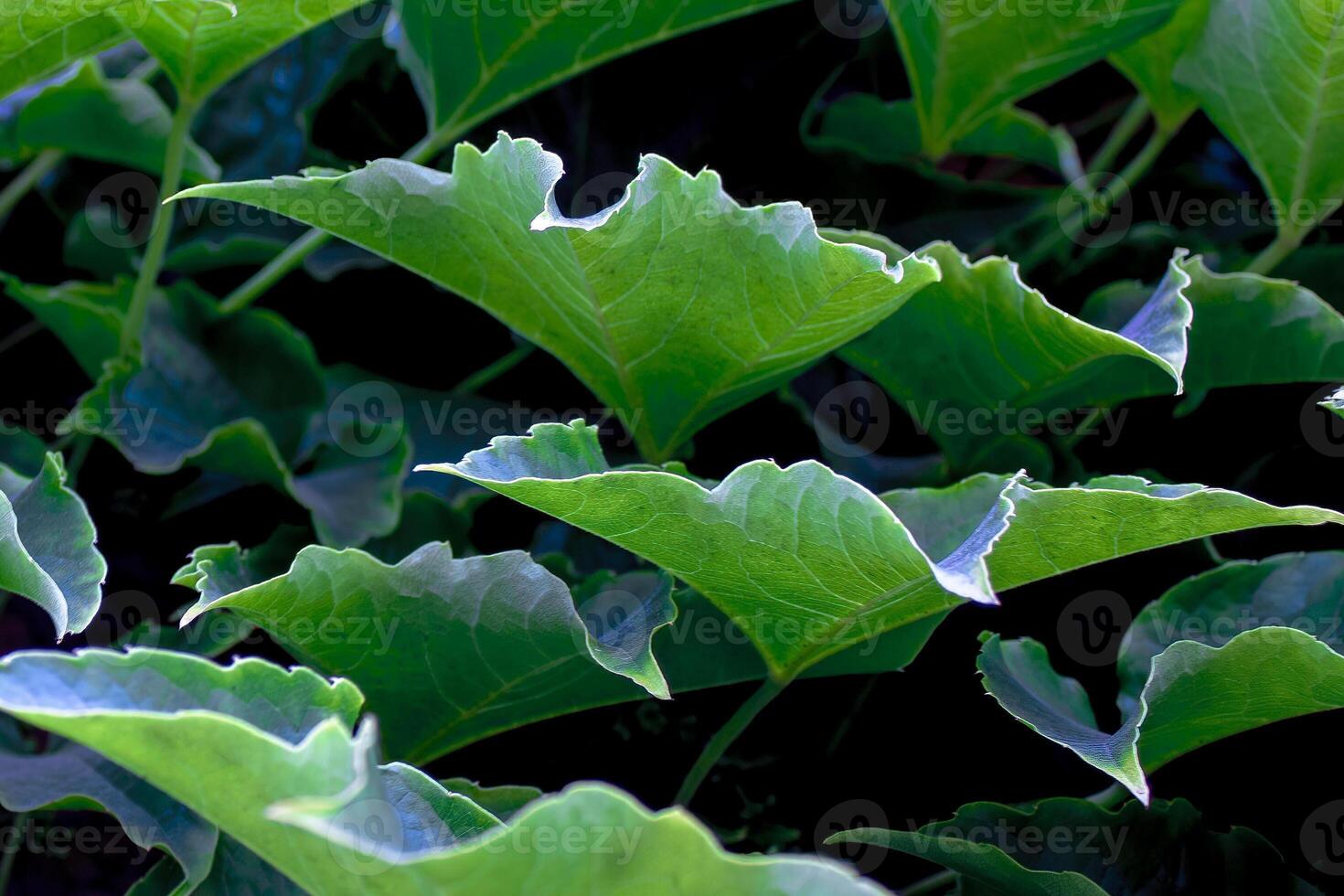 Green Leaves Natural Background. Abstract Green Leaves Texture, Nature Background, Background for Phone Screensaver, Computer photo