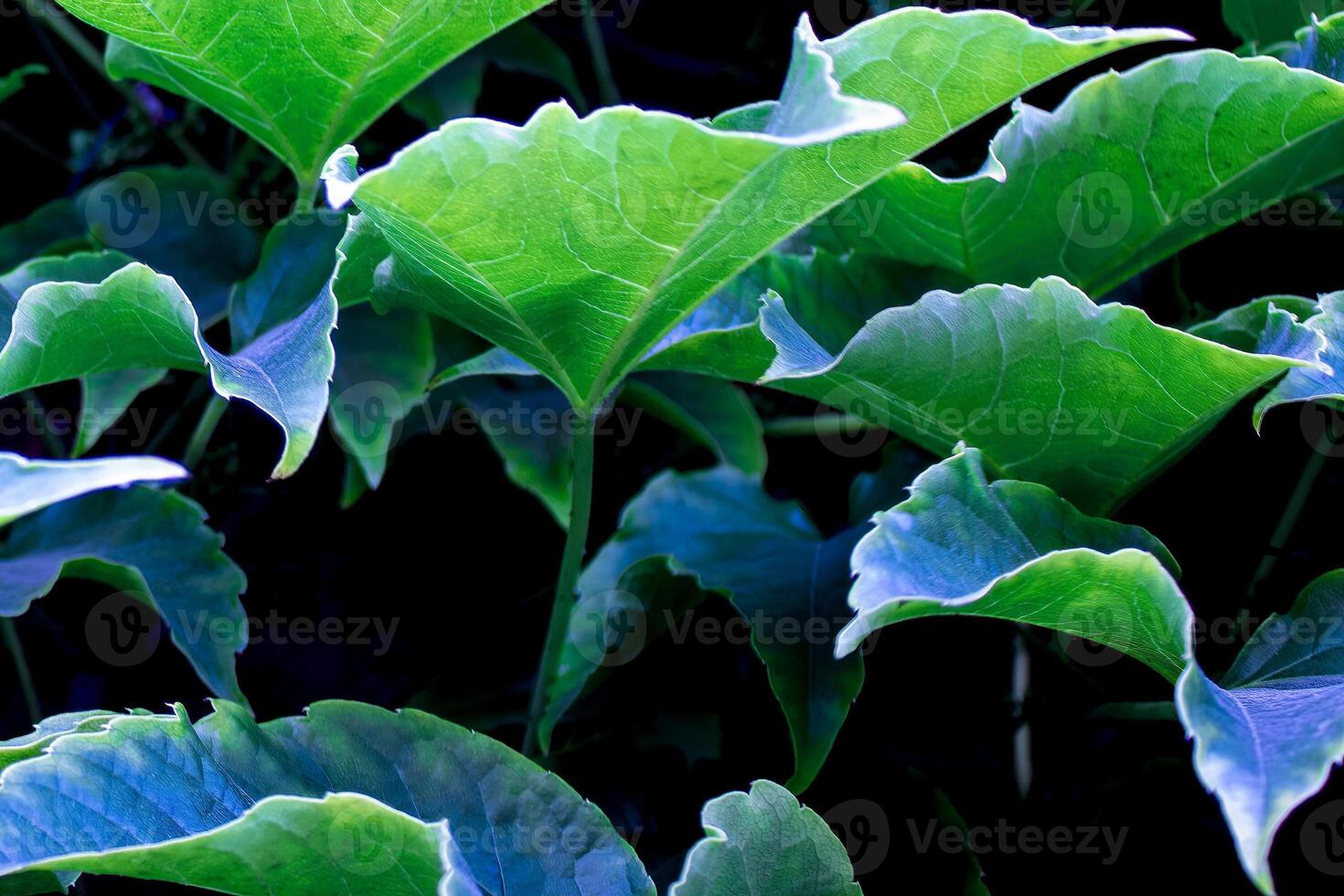 Green Leaves Natural Background. Abstract Green Leaves Texture, Nature Background, Background for Phone Screensaver, Computer photo