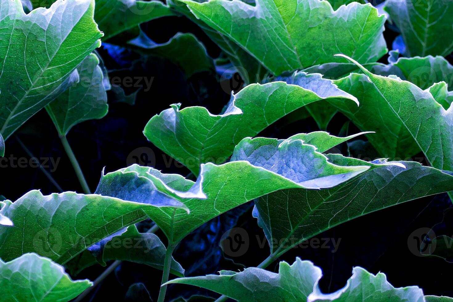Green Leaves Natural Background. Abstract Green Leaves Texture, Nature Background, Background for Phone Screensaver, Computer photo