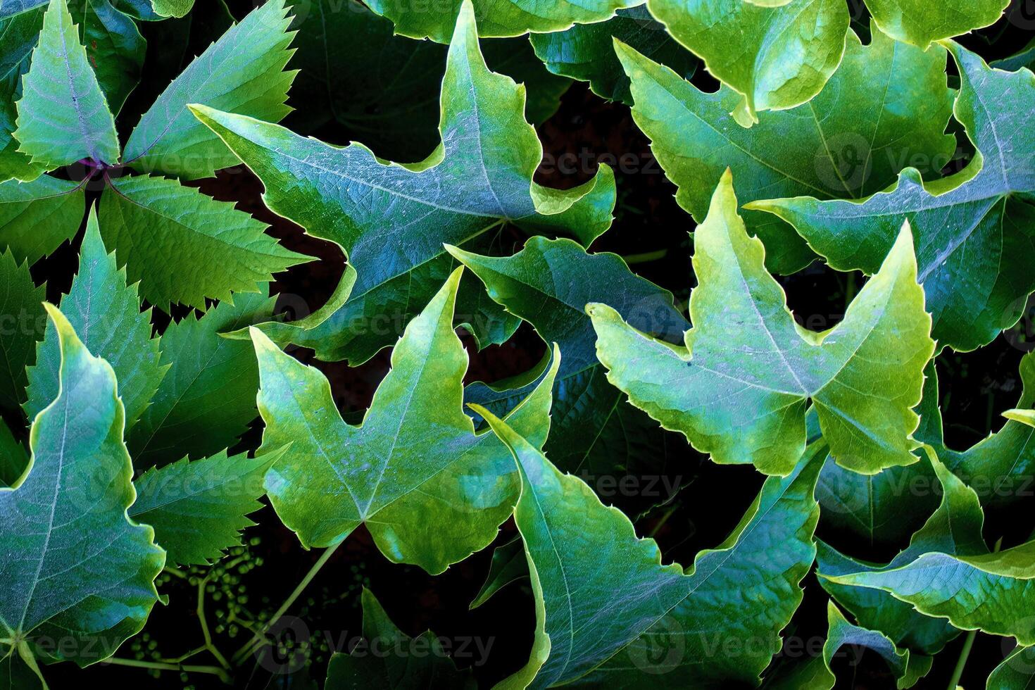 Green Leaves Background. Grape Leaves, Background for Phone Screensaver, Computer photo