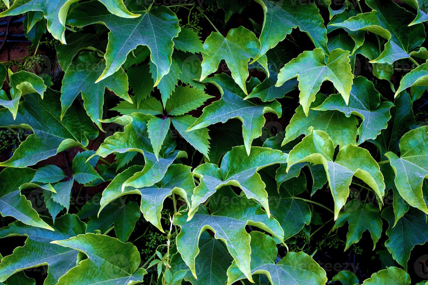 Green Leaves Background. Grape Leaves, Background for Phone Screensaver, Computer photo