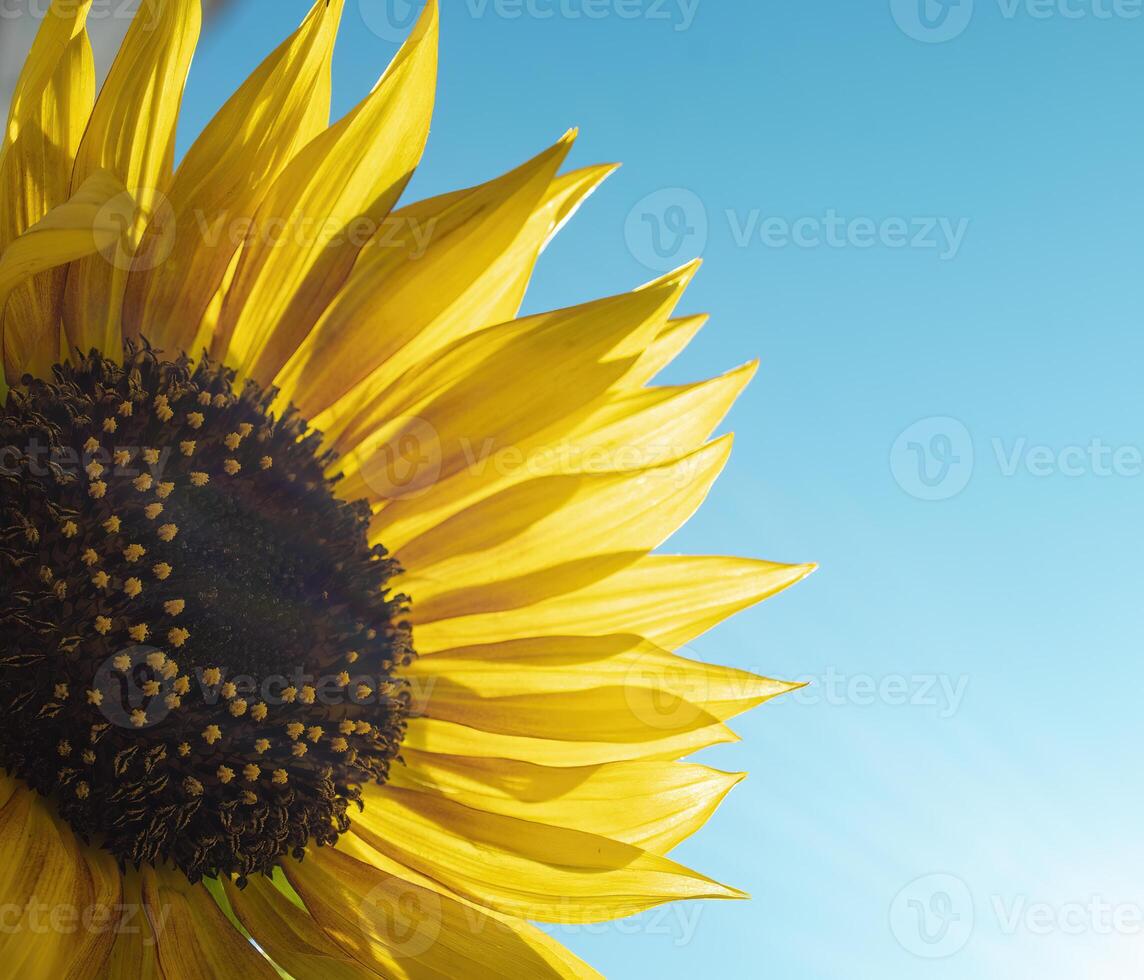 Sunflower Over Blue Sky. Summer Background, Sunlight photo