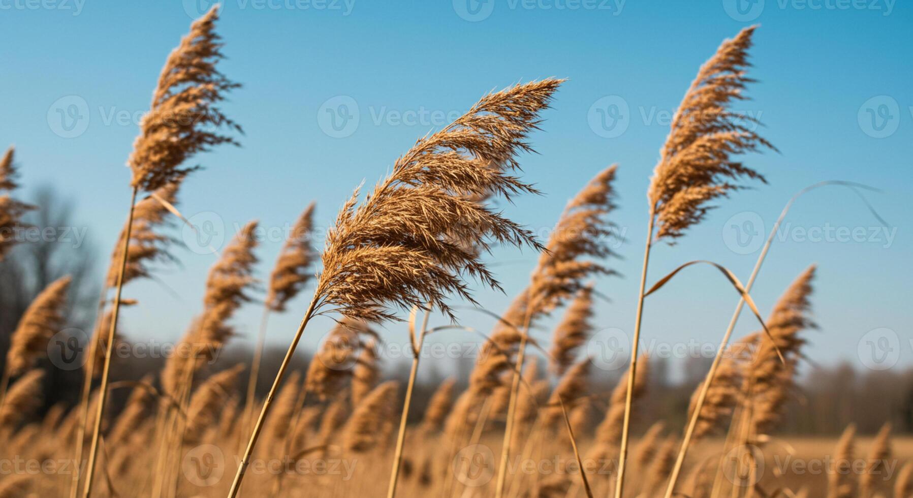 Golden ears of wheat gently swaying in the wind, capturing the beauty of nature and the serenity of a calm, breezy day photo