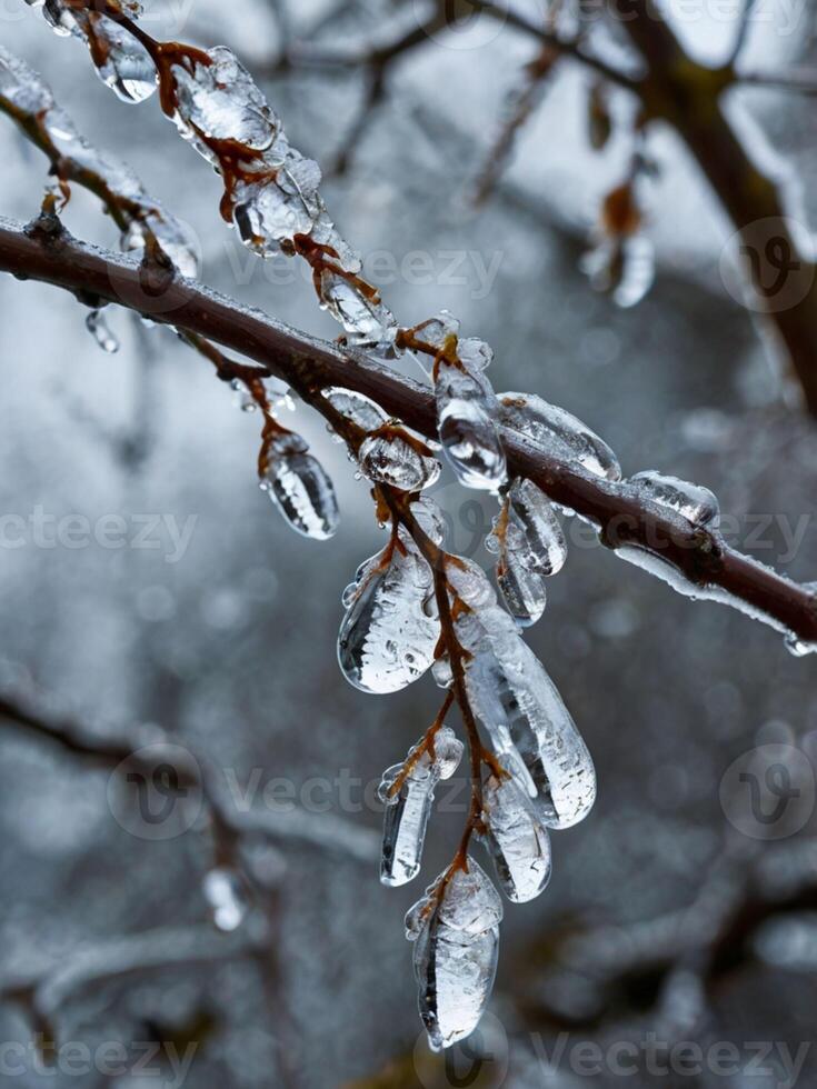 Melting Ice Crystals on a Tree Branch photo