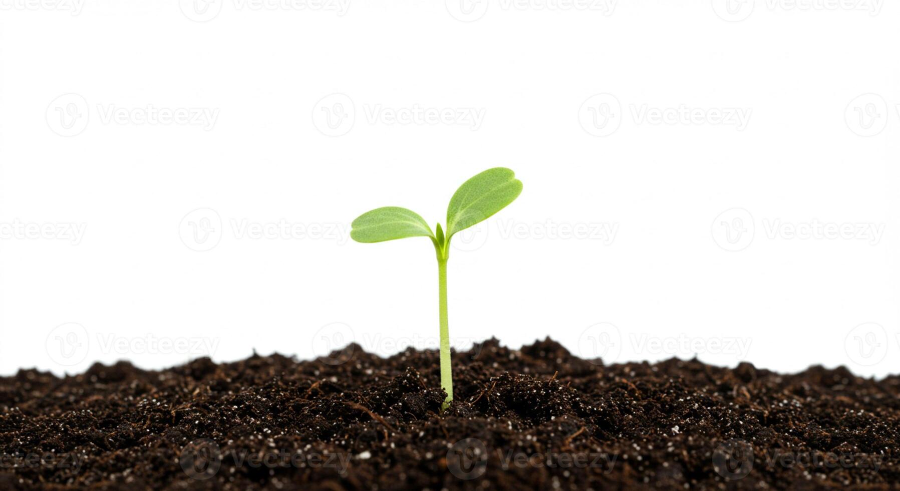 Young Plant in Soil Isolated photo