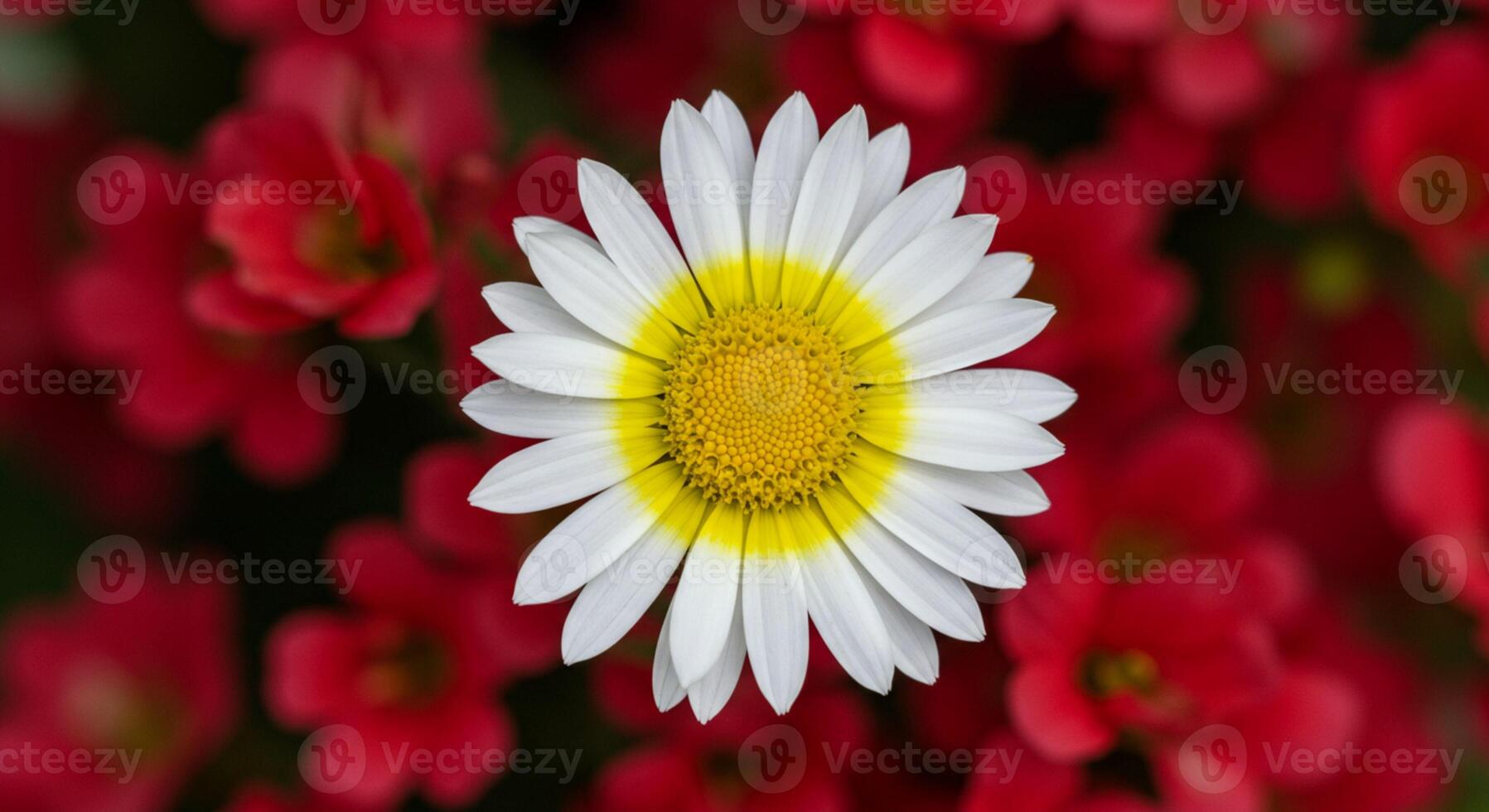 White daisy on red background photo