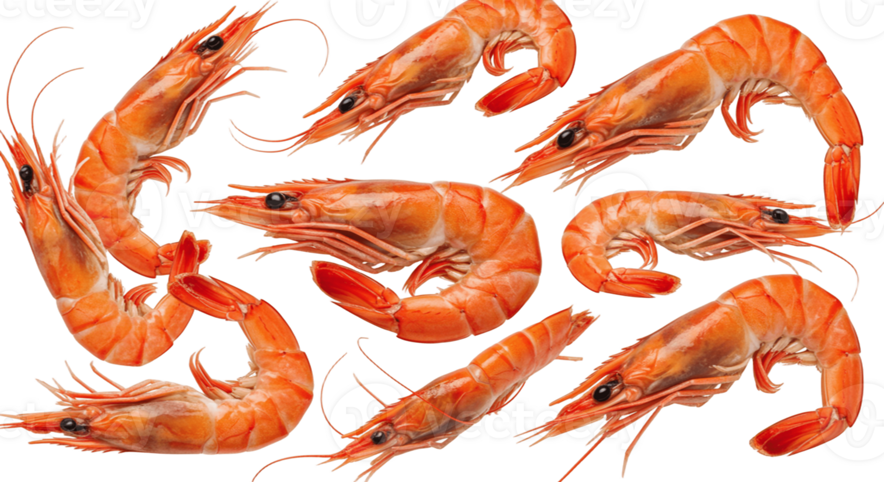Fresh shrimp isolated on a transparent background png