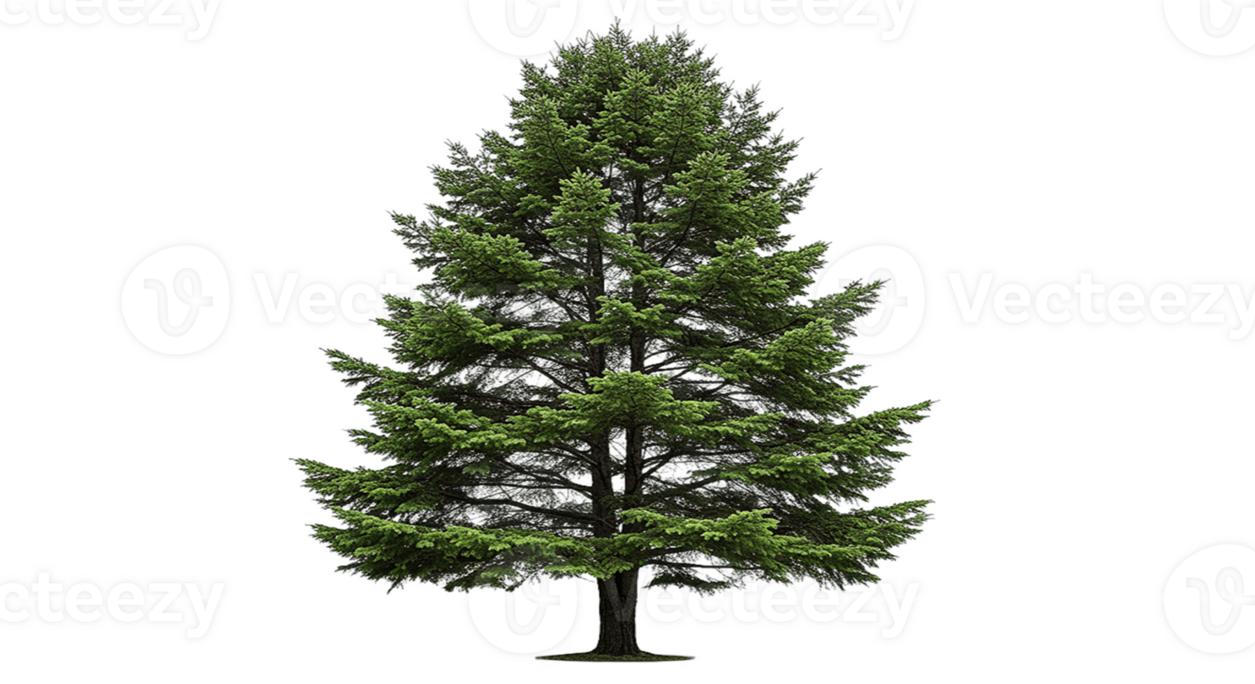 Spruce tree isolated on transparent background png