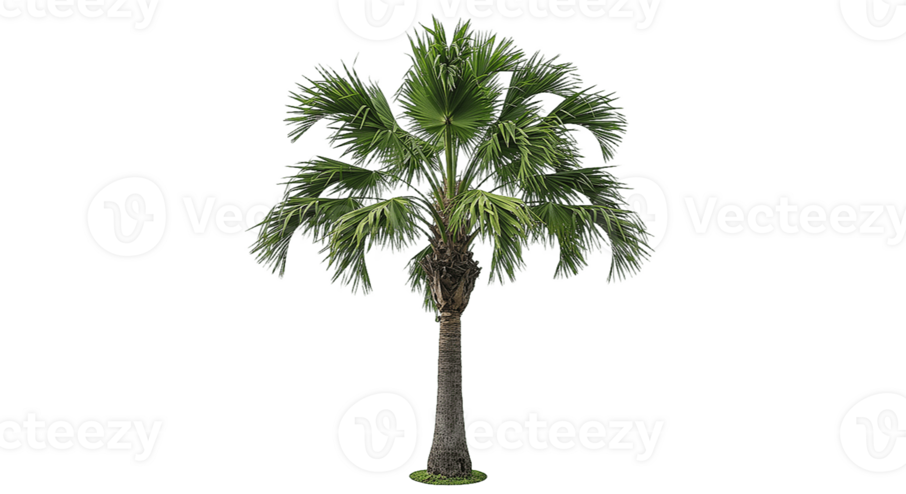 Palm Tree Transparent Background png