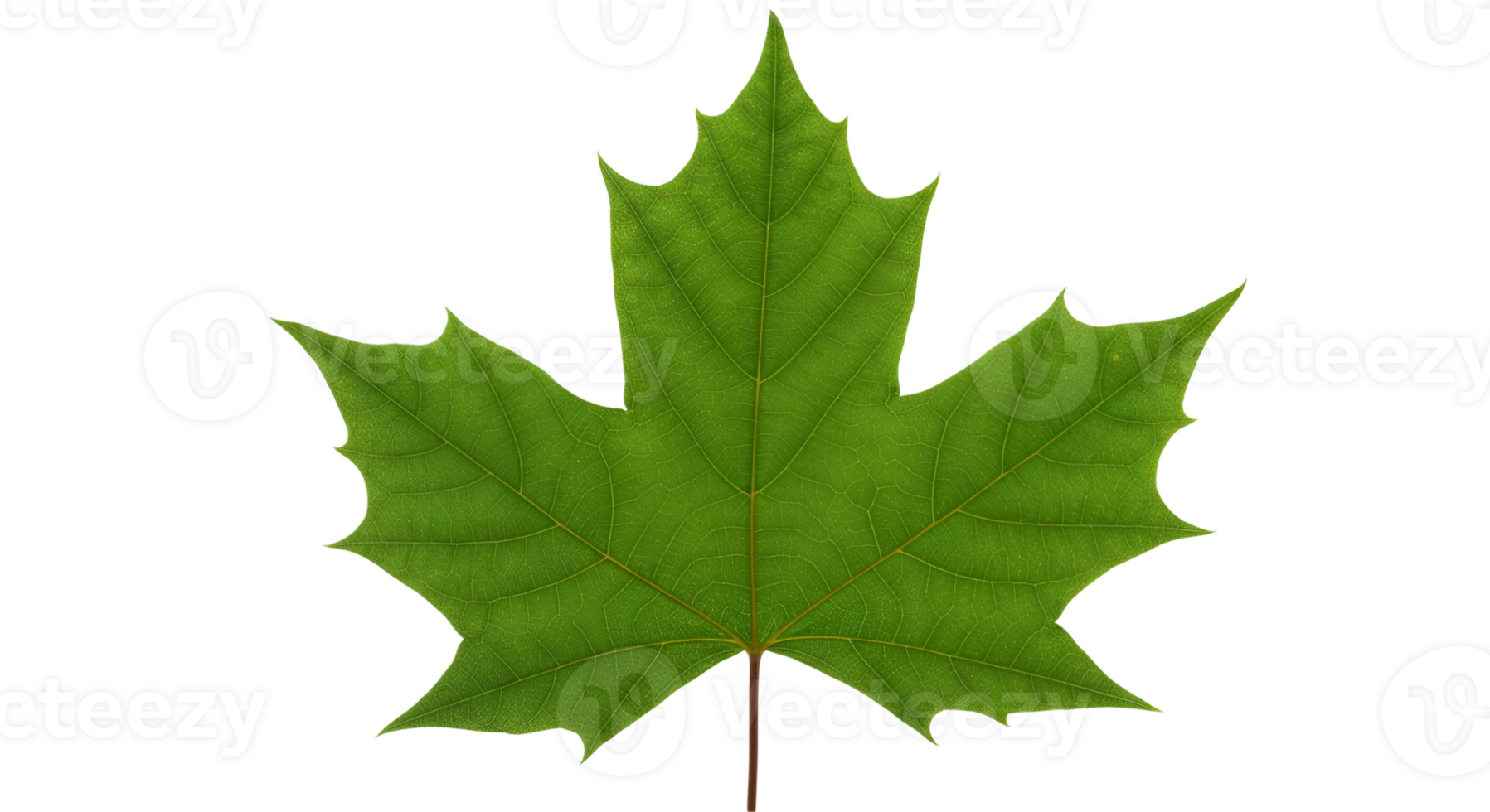 Green maple leaf on transparent background png