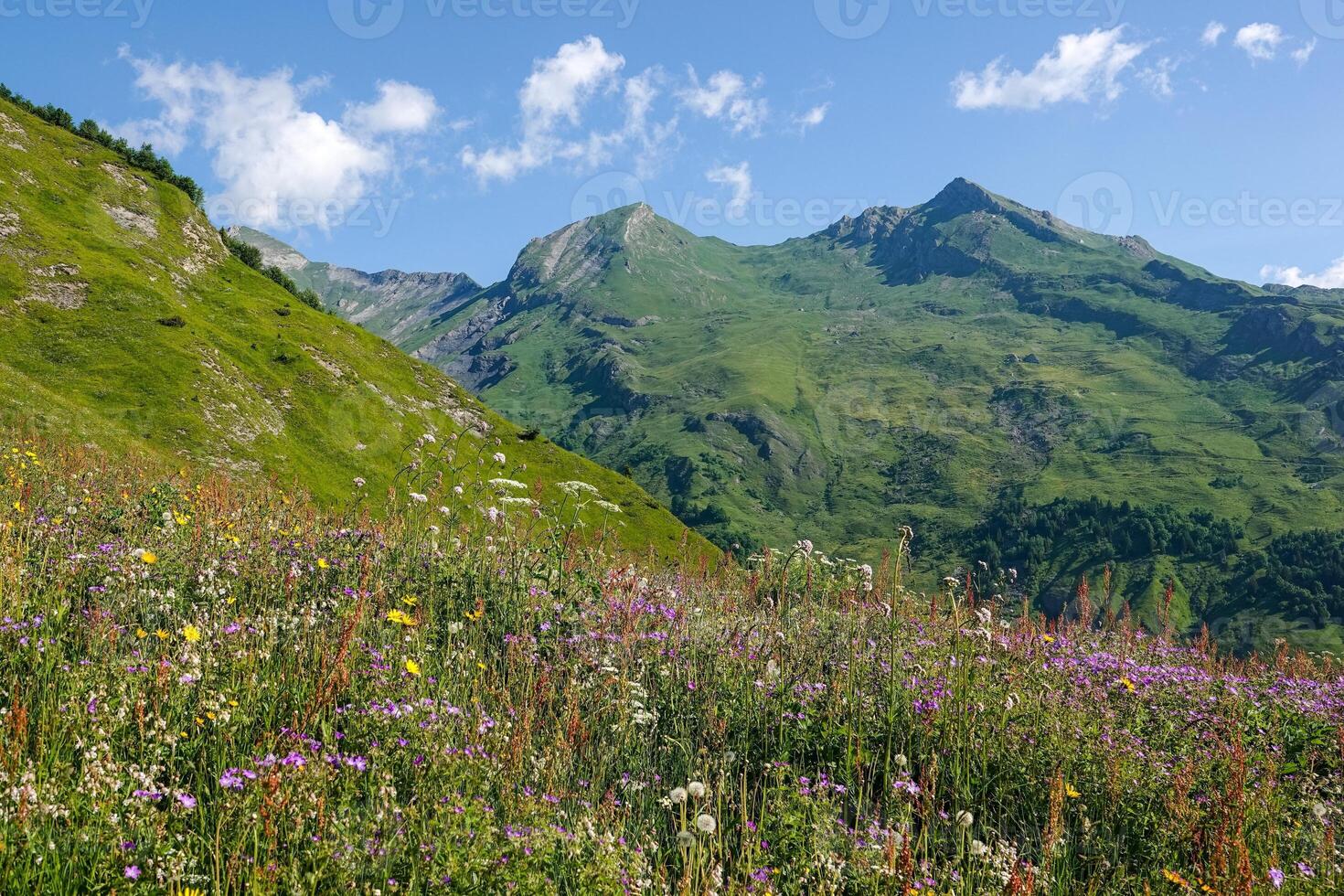 Flowery pastures in the mountain pastures and mountain ranges in summer photo