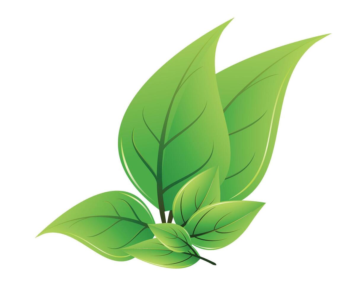 Vibrant illustration of fresh green leaves with detailed veins on a clean white background vector