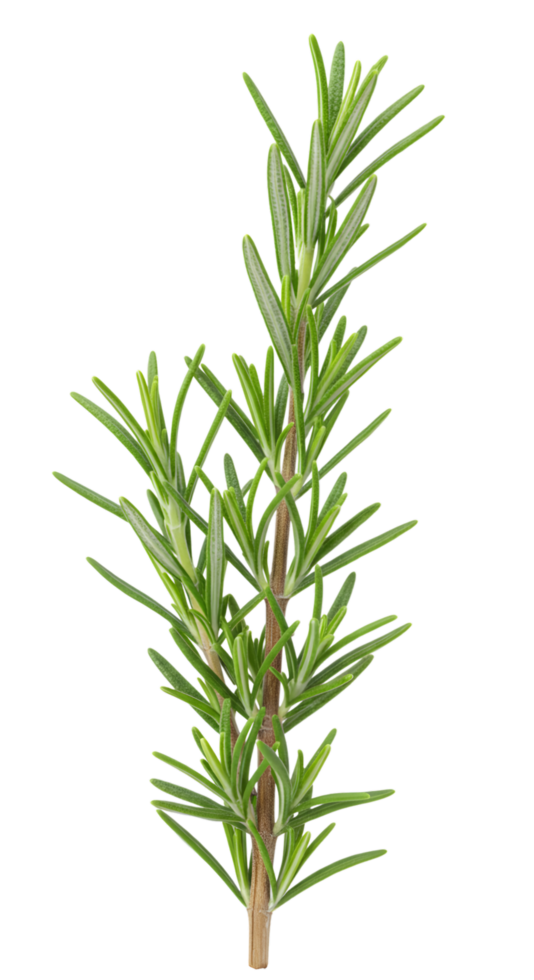 Fresh Rosemary Sprig Isolated on Transparent Background for Culinary Use png