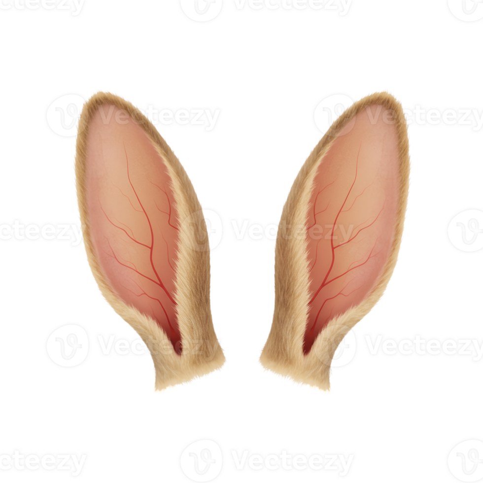 Adorable bunny ears illustration on transparent background for Easter and spring png