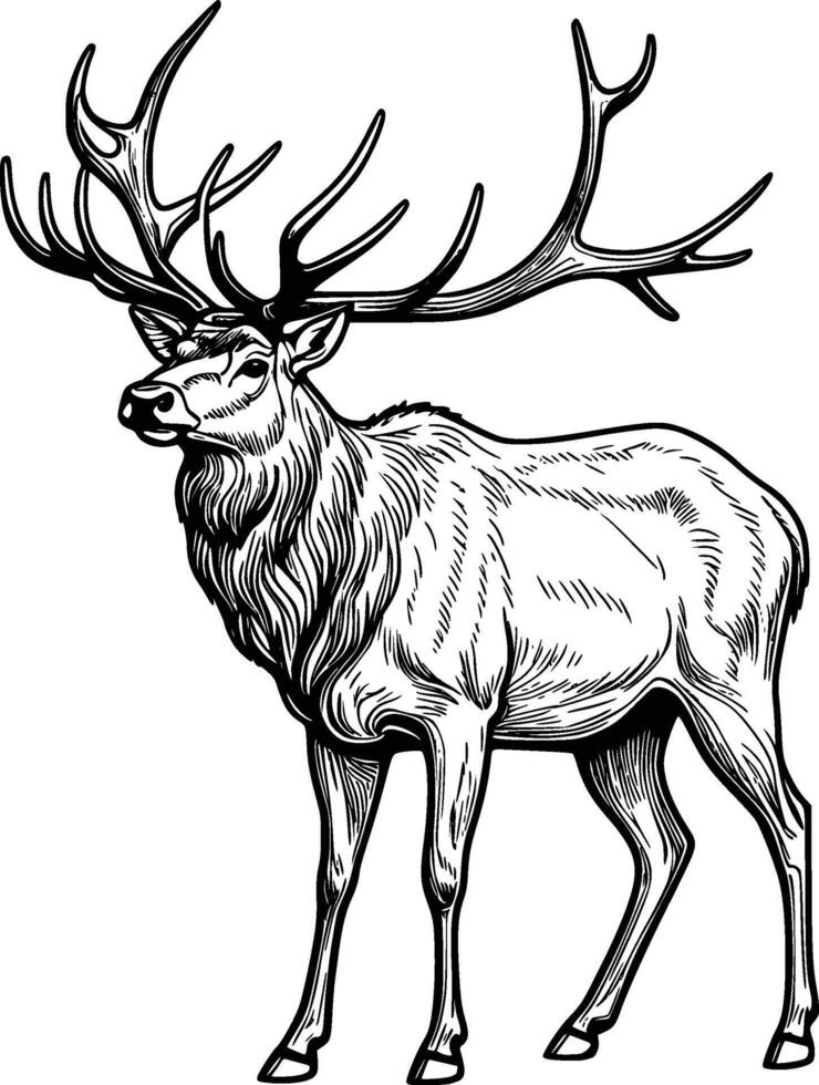 A black and white stag illustration line art of a coloring page vector