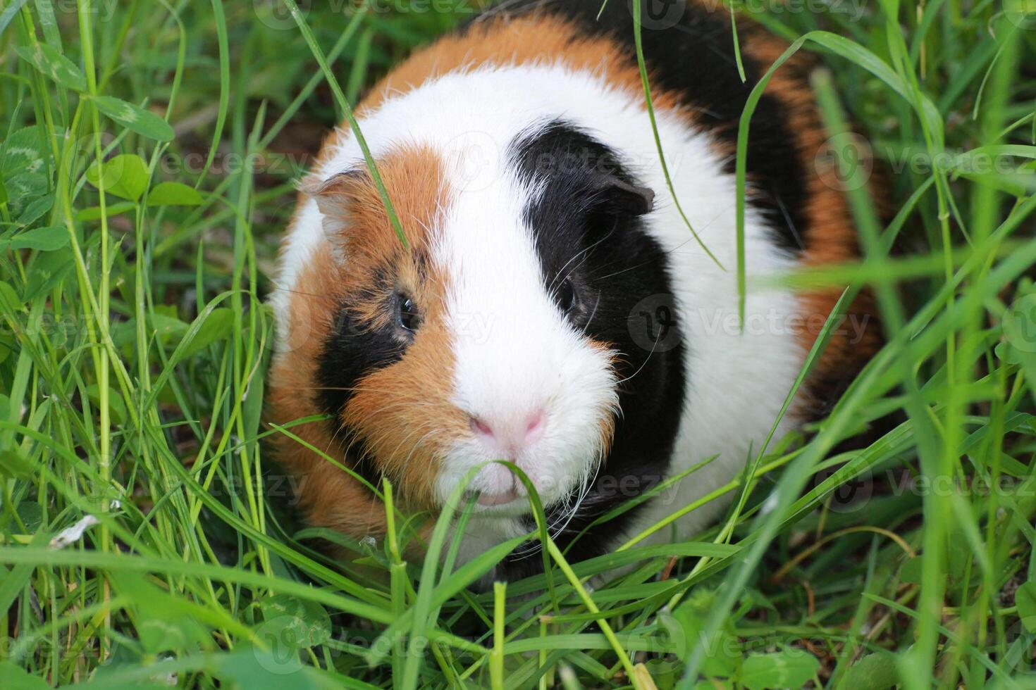 Guinea pig eating spring grass photo