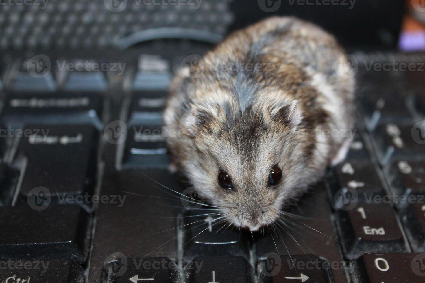 Russian dwarf hamster on the keyboard. photo