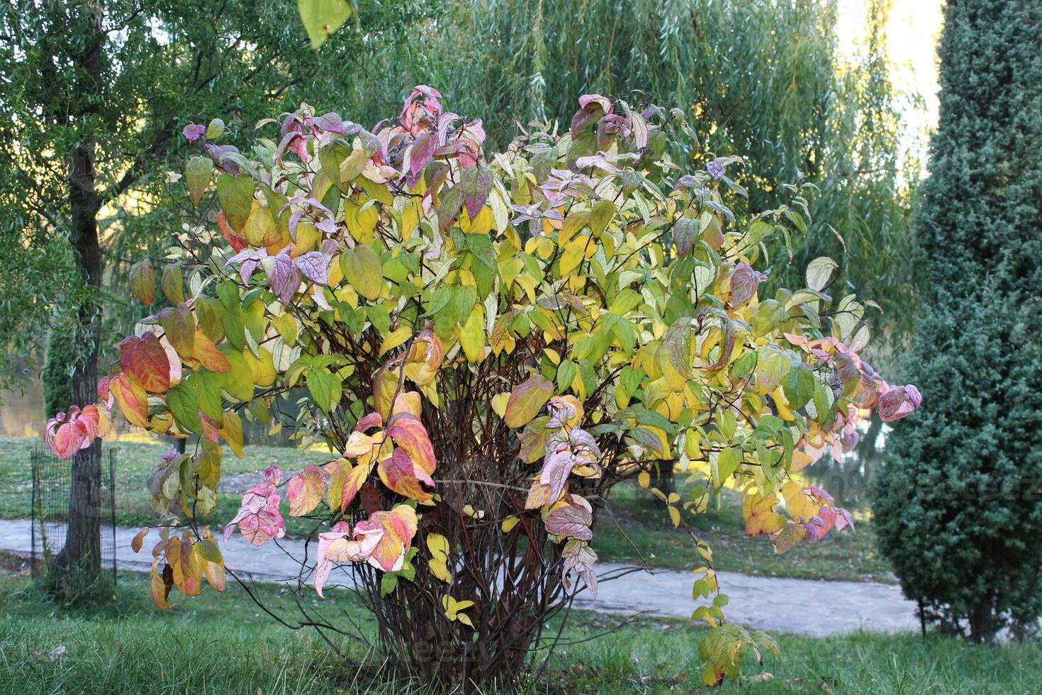 Autumn bush of Cornus Florida 'Rainbow'. photo