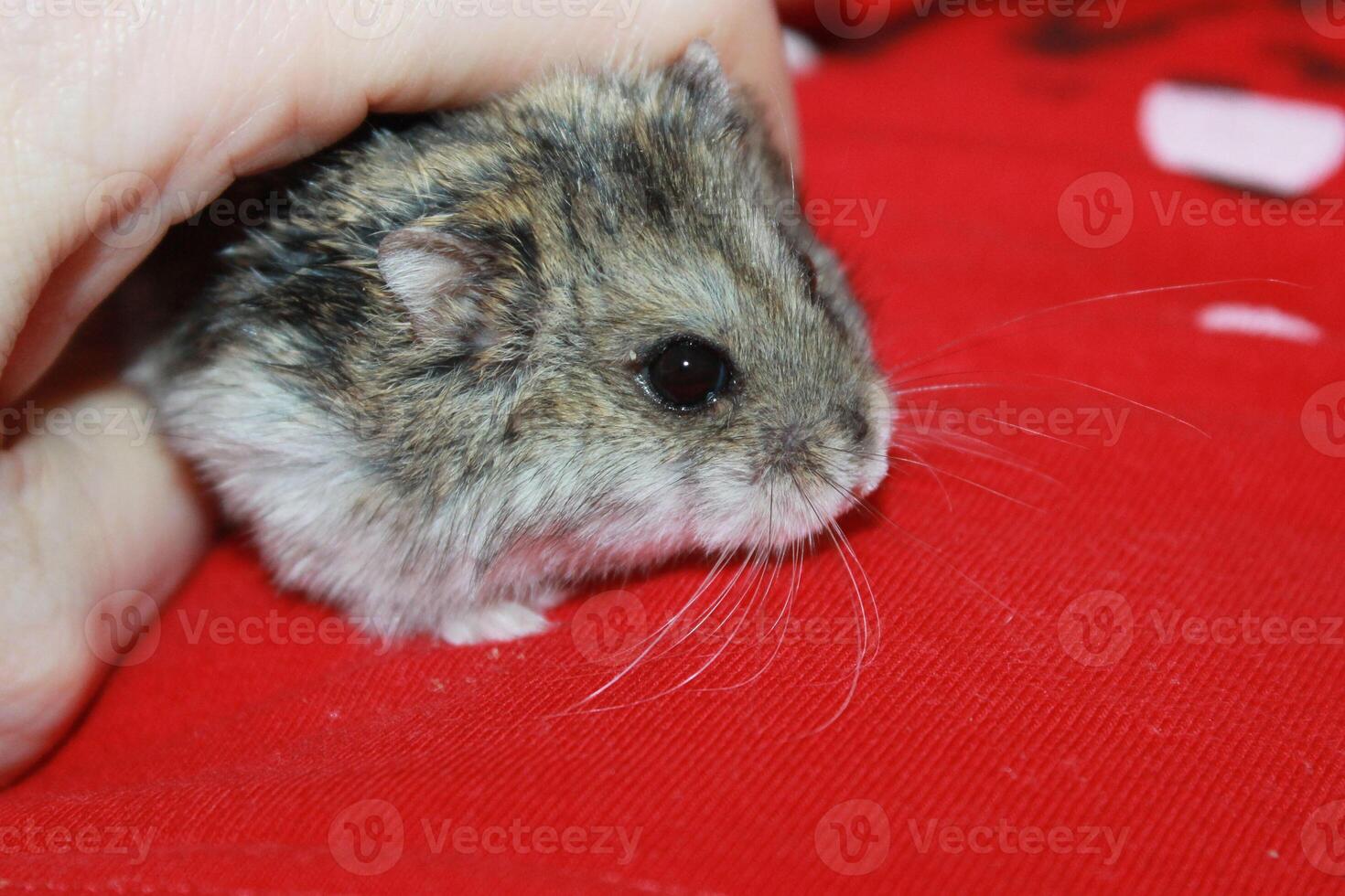 Russian dwarf hamster in hands. photo