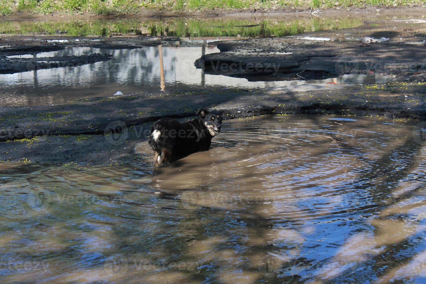 The dog is standing in a puddle on the road. photo