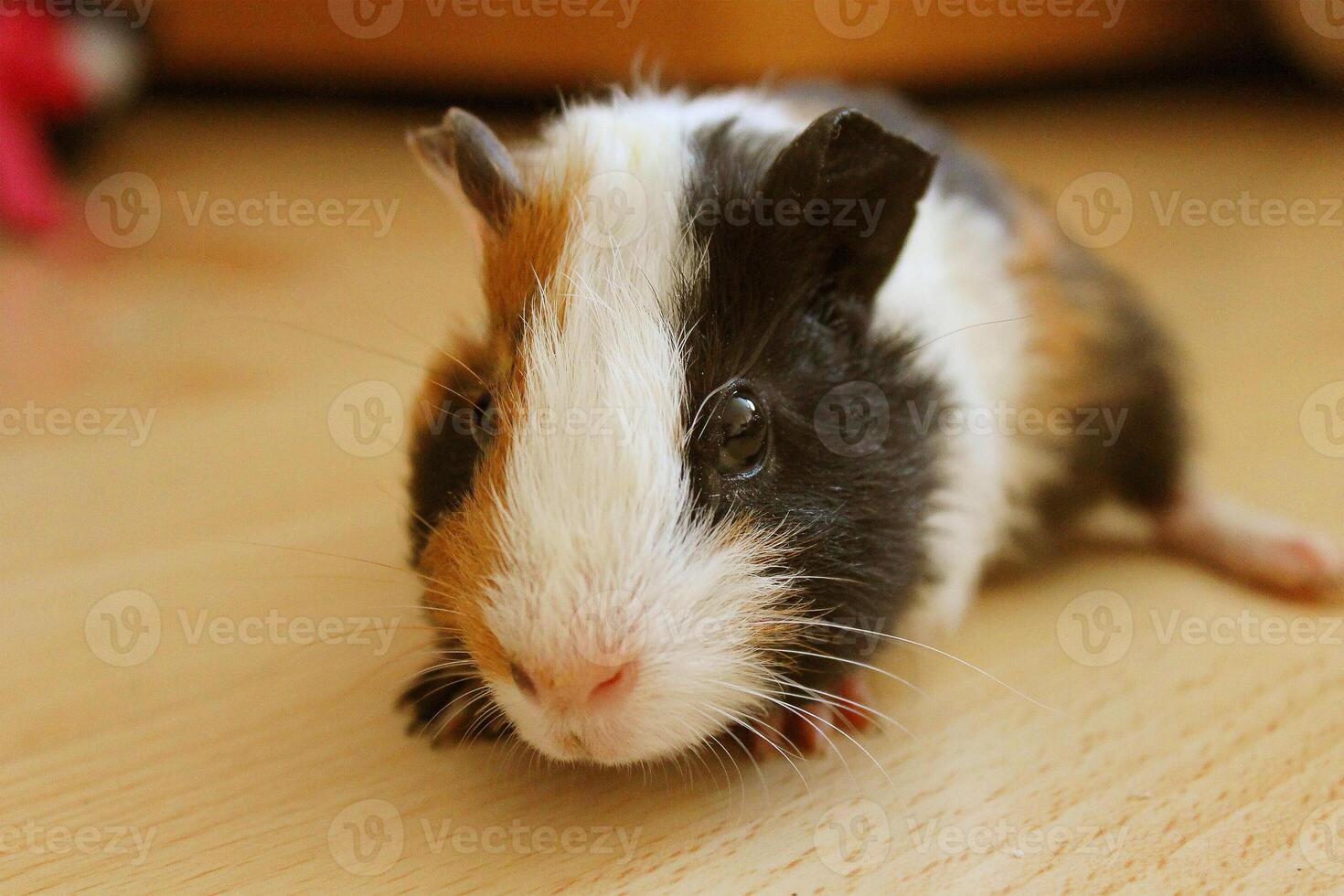 Young Guinea pig on the laminate in the room photo
