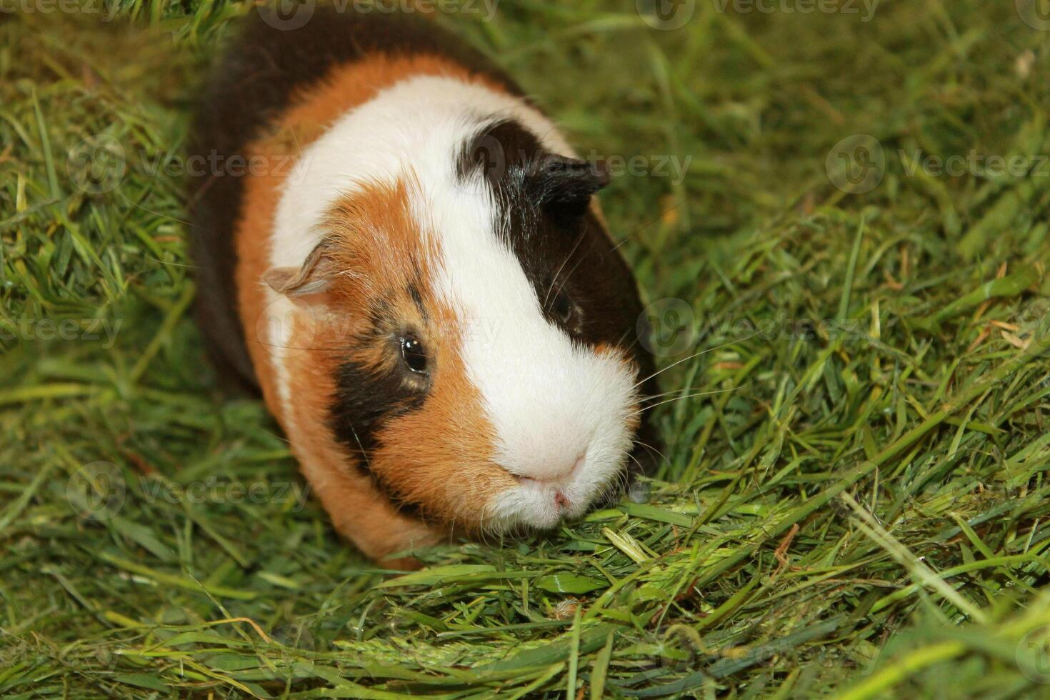 Cute guinea pig on the grass photo
