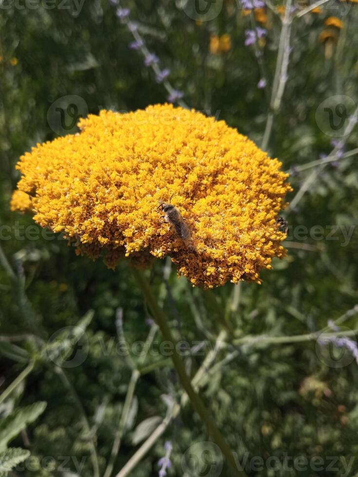 A bee sits on a tansy bright yellow yarrow achillea filipendulina photo