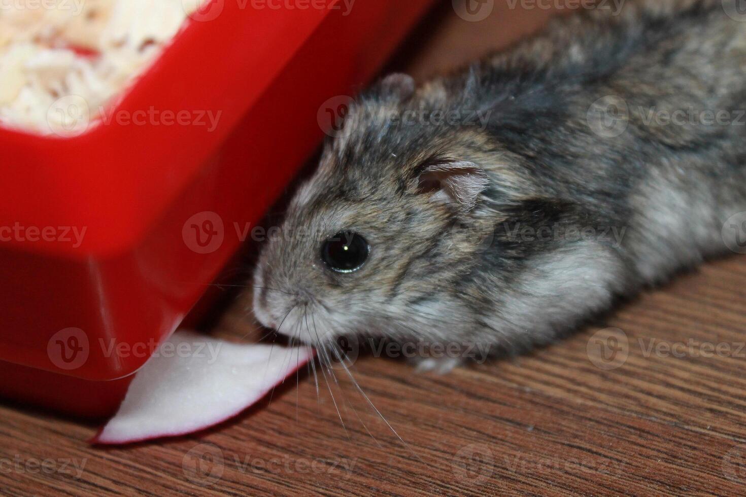 Russian dwarf hamster on a laminate floor eats a radish in the room photo