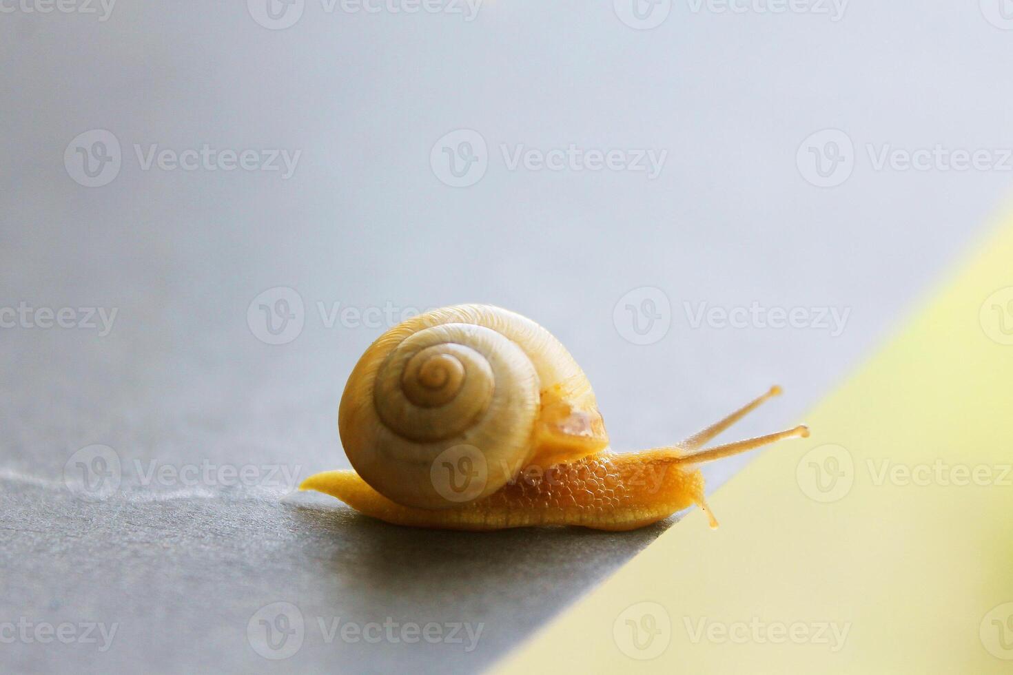 Snail crawling and leaving a trail photo