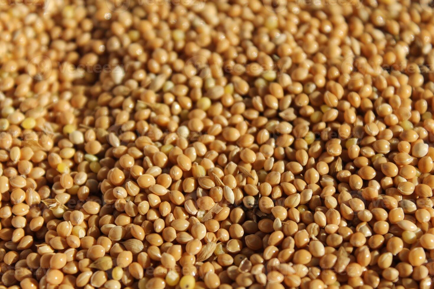 Background of raw millet seeds close up. Millet seeds texture. photo
