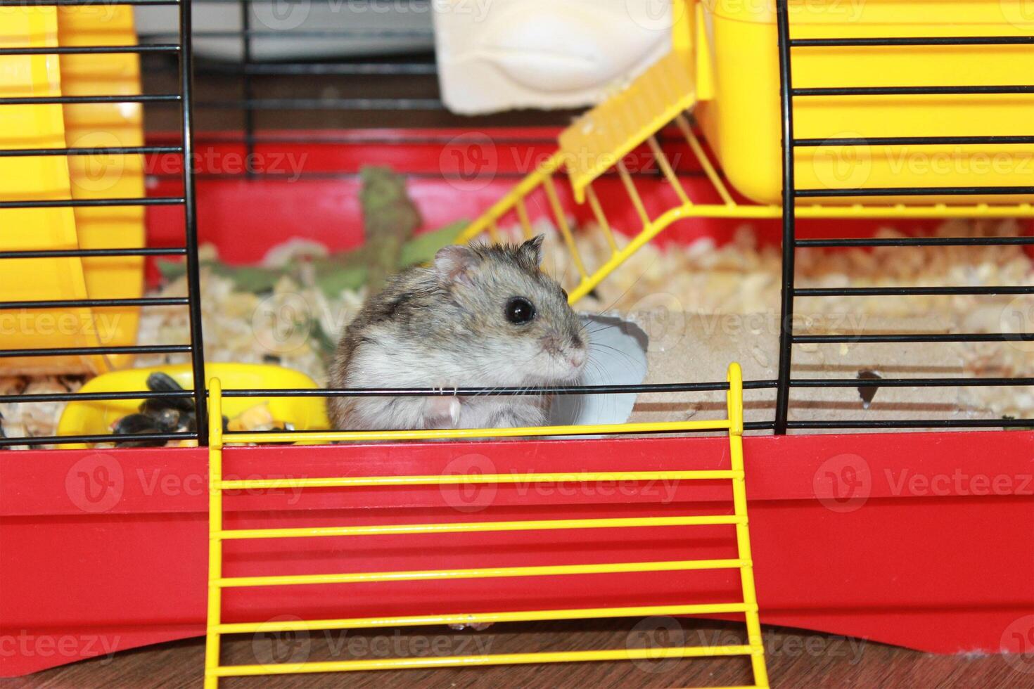 Cute funny Russian dwarf hamster hamster peeking out of the in cage. photo