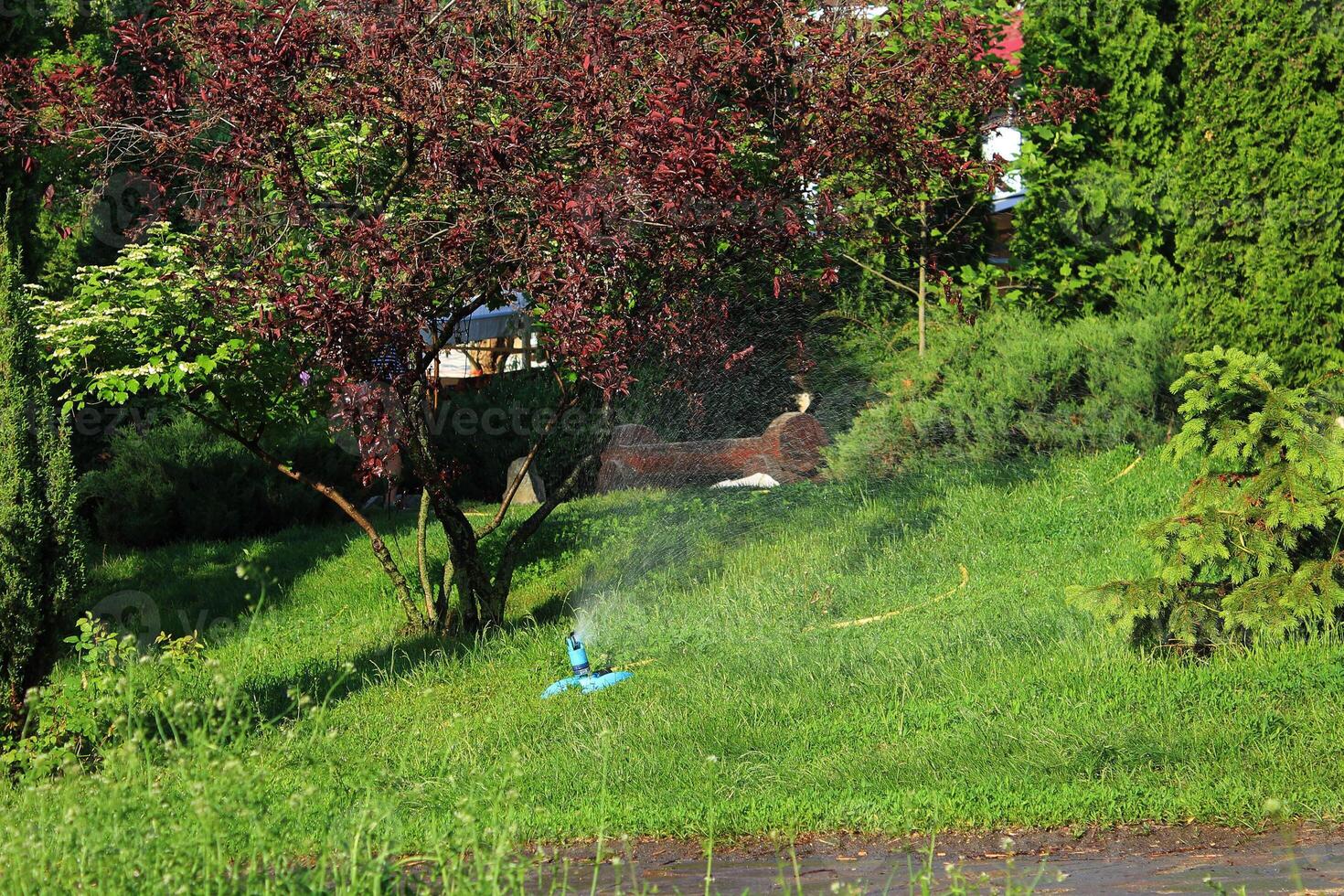 Sprinkler in a city park in spring. Sumy Ukrauna. photo
