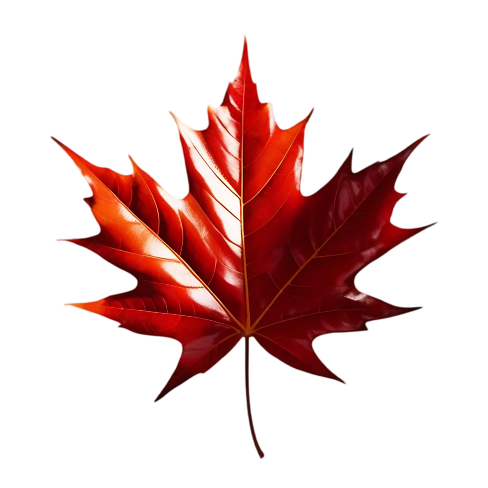 Close-Up of Vibrant Red Maple Leaf with Pointed Tips and Vein Detail on Transparent Background png