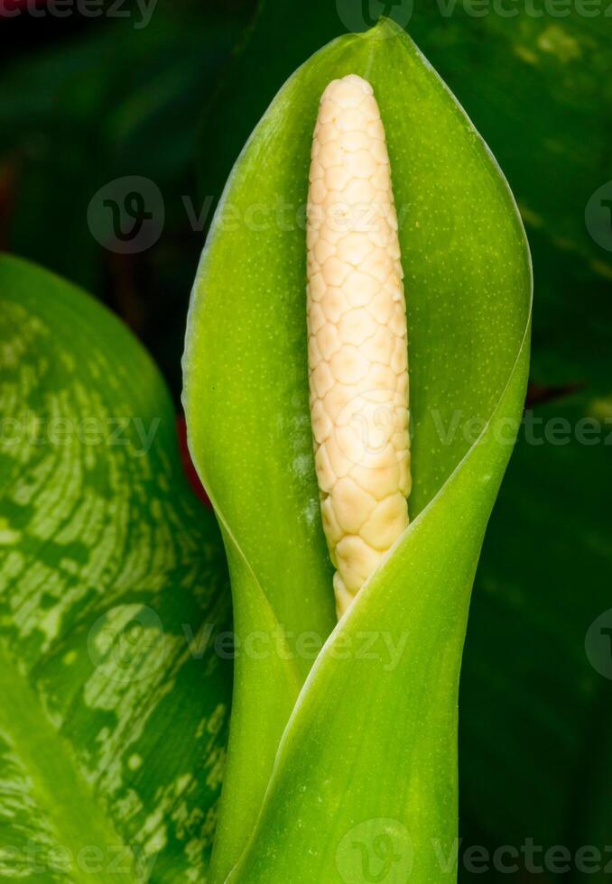 Dieffenbachia flower in spring in a botanical collection in a greenhouse, Odessa. photo