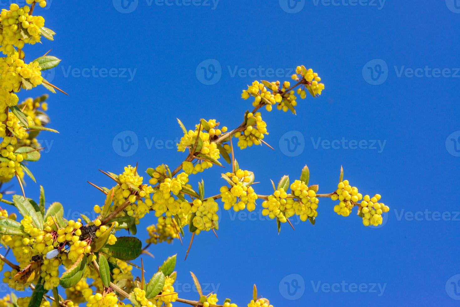 Berberis darwinii, a branch of barberry blooming with yellow flowers in the spring in a garden in Odessa photo
