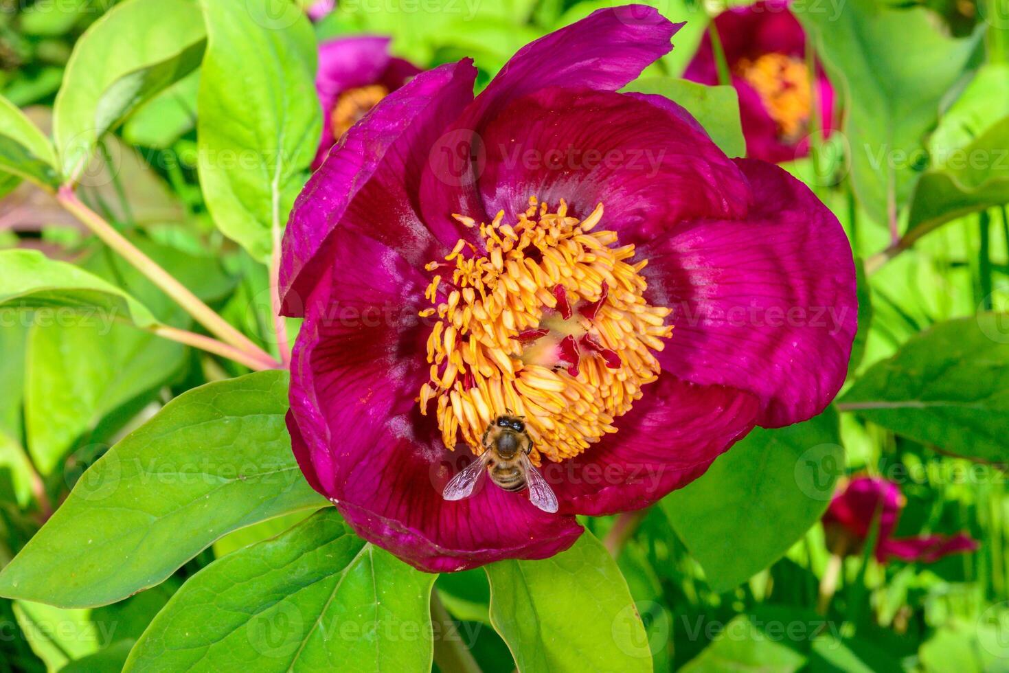 Bees collect honey on red flowers of tree peony in the garden. Ukraine photo